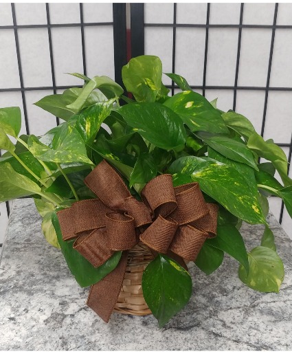 Pothos Ivy Green Plant