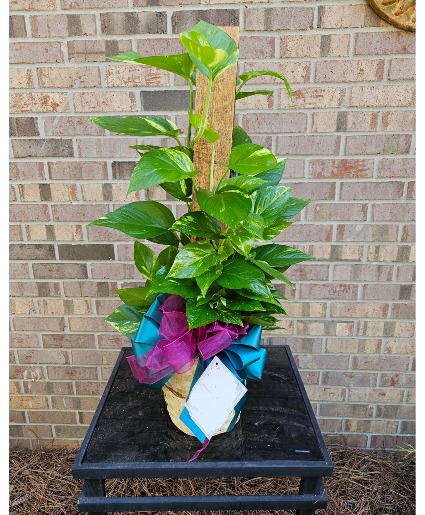 Pothos on Pole 
