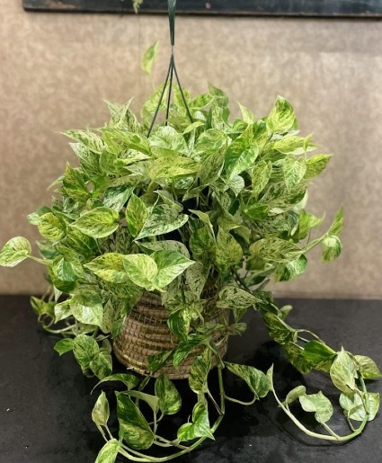 Pothos Plant 