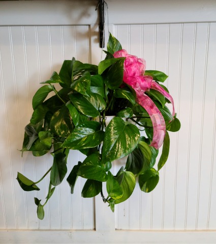 Pothos Plant in Elko, NV - LeeAnne's Floral Designs