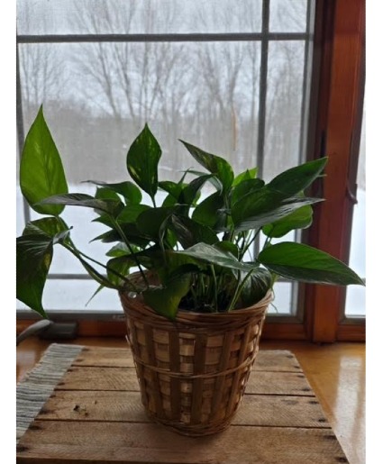 Pothos Plant  
