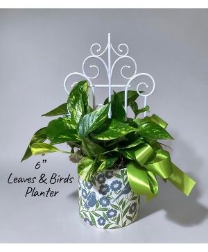 Pothos Plant in Ashland City, TN - As You Wish Floral Designs by Kimberly  McCord