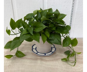 Pothos Plant  