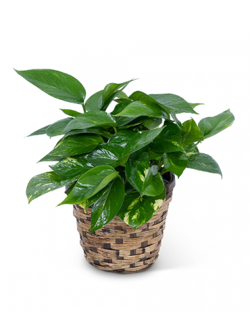 Pothos Plant in Basket Plant