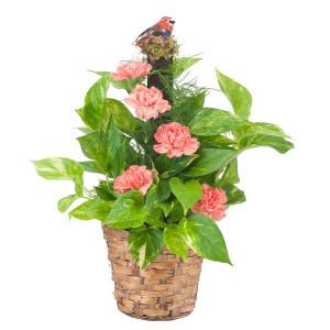 Pothos Plant on Pole with Fresh Accents Plant