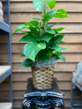 Pothos Pole (6 inch) 