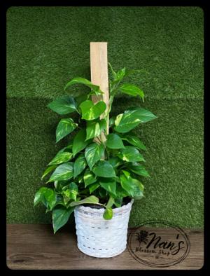 Pothos Pole Ivy 