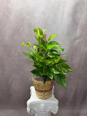 Pothos Pole Ivy Houseplant