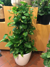 Pothos Totem  potted plant