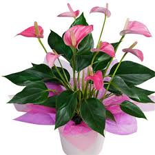 Potted Anthurium Valentine's Day