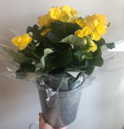 Potted Begonia  Plant 