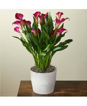 Potted Calla Lily  Plant