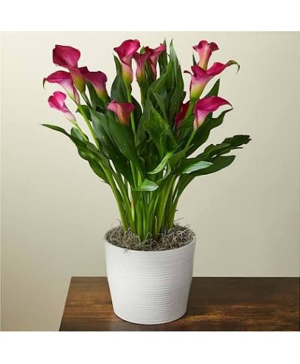 Potted Calla Lily  Plant