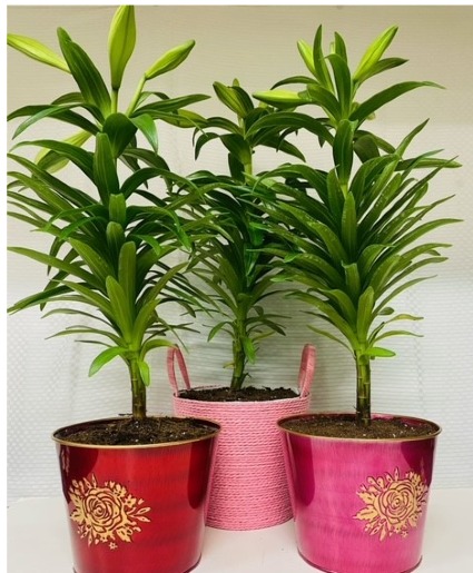 Potted Easter Lily 