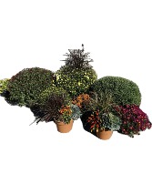 Potted Fall Mums 