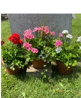 Potted Geraniums Placement