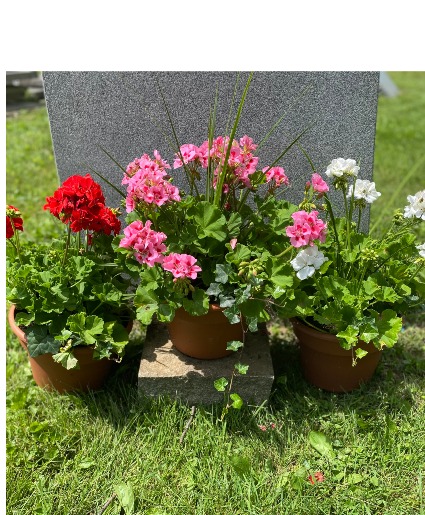 Potted Geraniums Placement