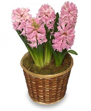POTTED HYACINTH 6-inch Blooming Plant
