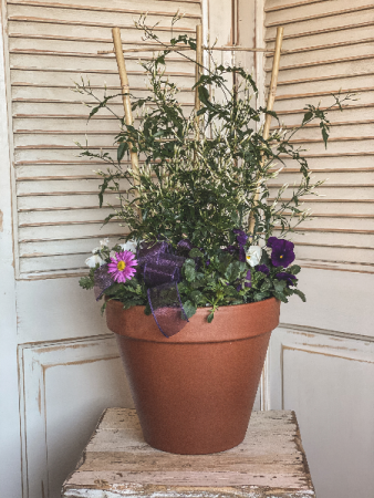 Potted Jasmine w/Trellis 