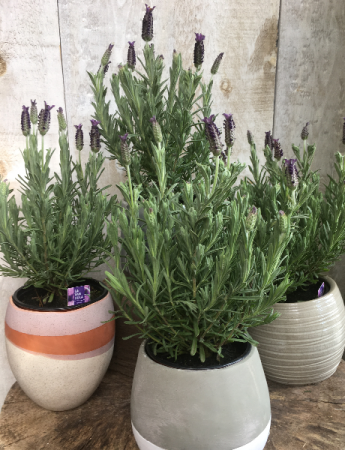 Lavender Plant   6 inch pots