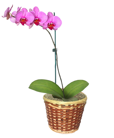 POTTED ORCHID PLANT Blooming Plant in Niagara Falls, ON | THE FLOWER HOUSE
