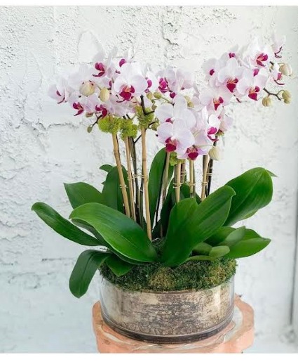 Potted Orchids  