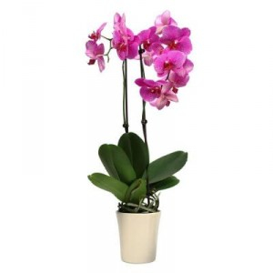 Potted Phalaenopsis Orchid Plant