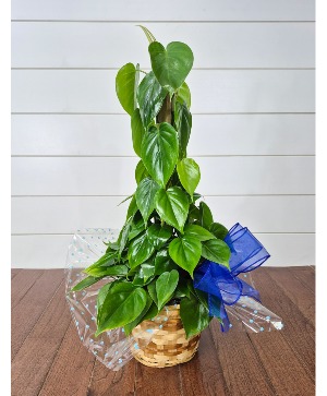Heartleaf Philodendron on Pole 