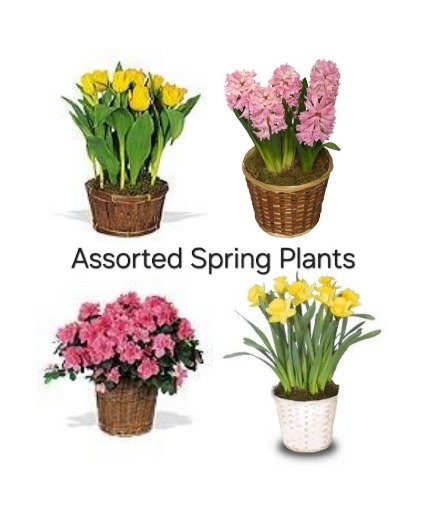 Potted Spring Plants