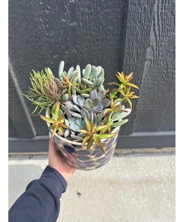Potted Succulent Plants   in Coralville, IA | Every Bloomin' Thing
