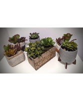 Potted Succulents 