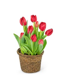 Potted Tulip Plant Flower Arrangement