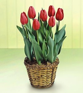 Potted Tulip Plant