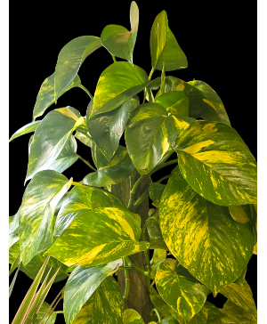 Potus Plant  (Climbing Plant)