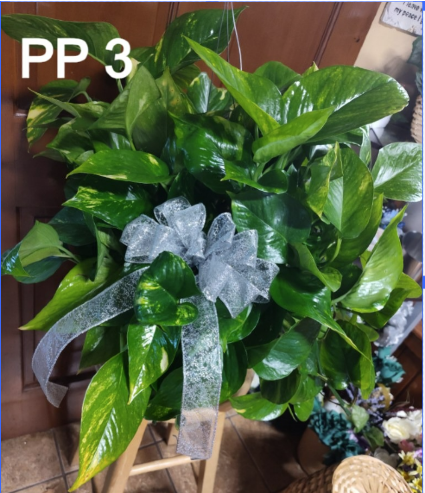 PP-3 