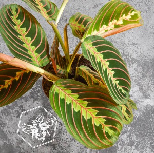 Prayer Plant B Nest Plants
