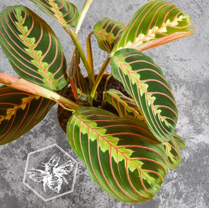 Prayer Plant B Nest Plants
