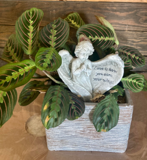 Prayer Plant Live plants