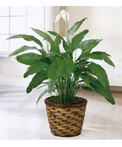 Prayer Plant Plant
