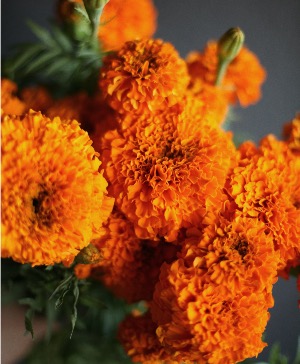 Pre Order - Marigold Bunches  