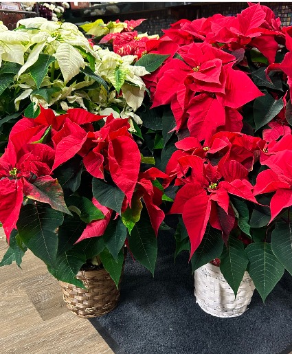 Pre-Order Red ONLY Poinsettia Plants Arriving the second week of December