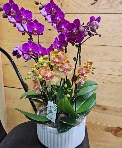 Precious Orchid Garden 