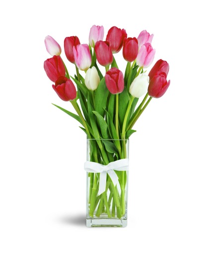 Precious  Tulips 