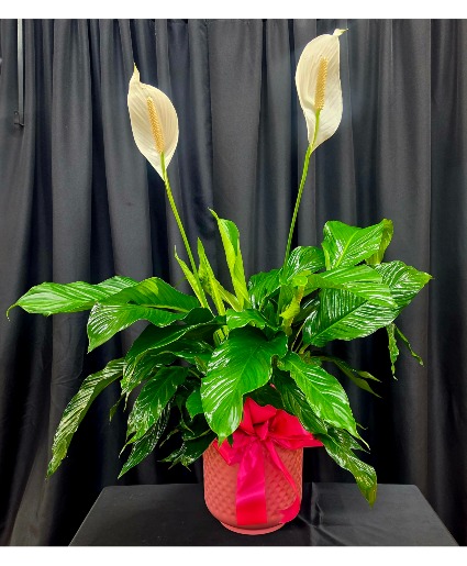 PREMIUM 8" PEACE LILY PREMIUM PLANT ARRANGEMENT