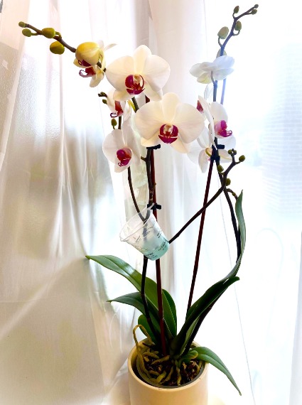 Premium Double Stem Orchid 