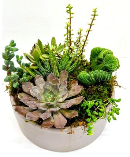 Premium Modern Luxe Succulent Garden  