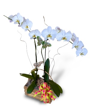 Florist Choice Premium Double Orchid SOLD OUT 