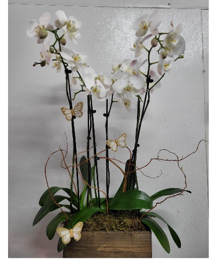 Premium orchids  Any occasion 