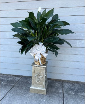 Premium Peace Lily 