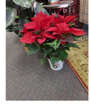 Premium Red Poinsettia 